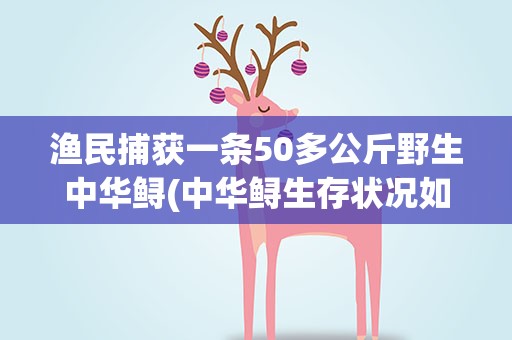 渔民捕获一条50多公斤野生中华鲟(中华鲟生存状况如何)