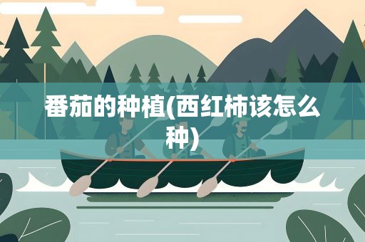 番茄的种植(西红柿该怎么种)