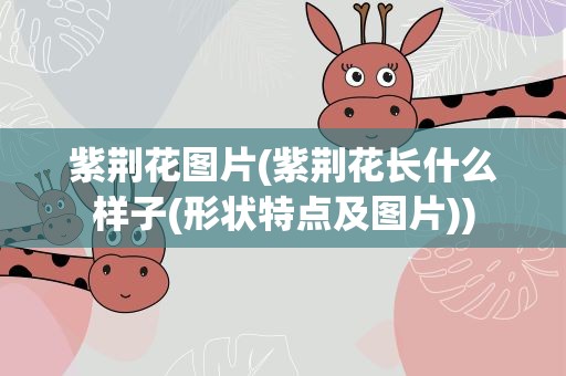 紫荆花图片(紫荆花长什么样子(形状特点及图片))