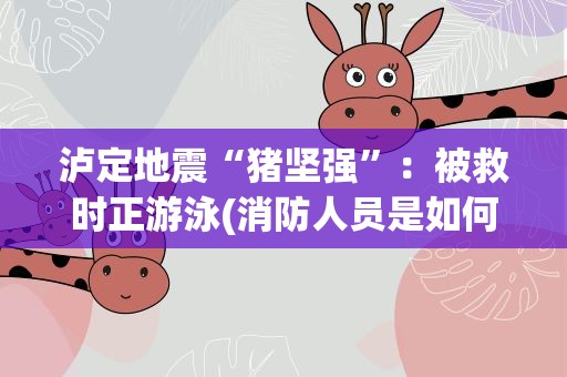 泸定地震“猪坚强”：被救时正游泳(消防人员是如何救援的)