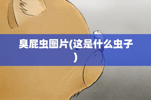 臭屁虫图片(这是什么虫子)